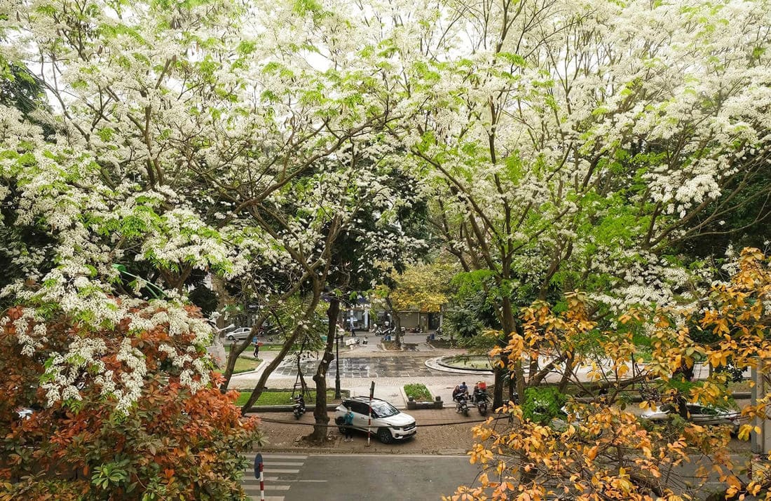 Explore the Spring Flower Season in Northern Vietnam