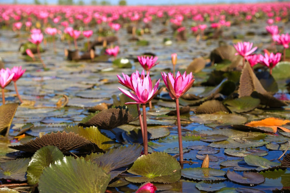Top 11 Exceptional Events in Thailand in January 2024!