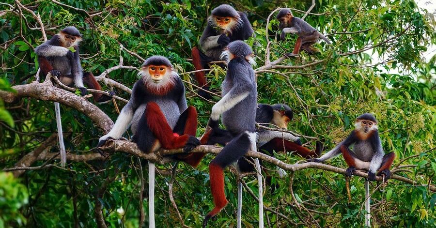 Cuc Phuong National Park: Home to Vietnam’s Oldest Rainforest