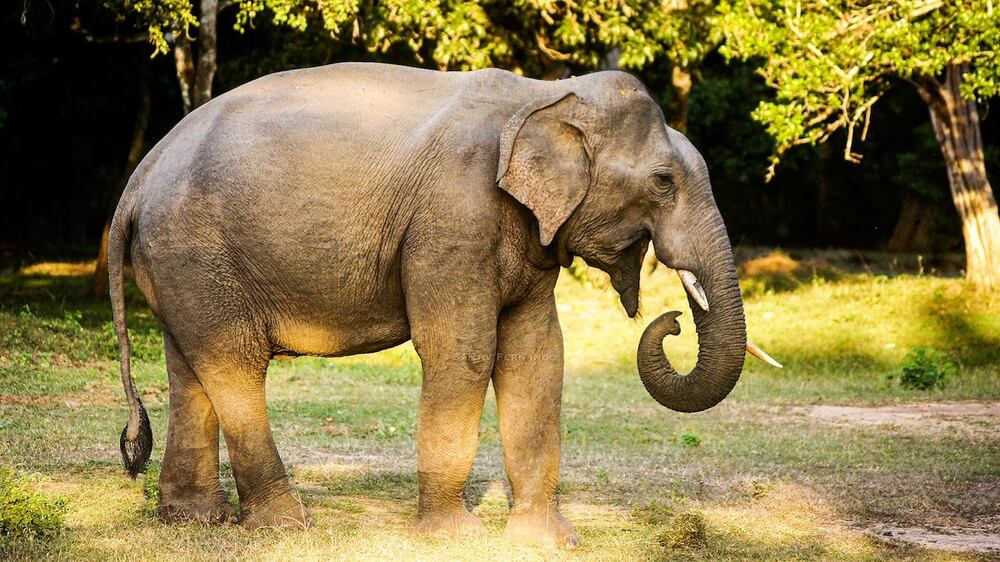 Where to See Elephants: The Soul of Laotian Culture