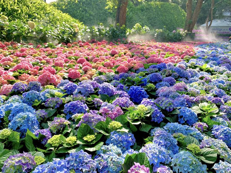 Thailand, Chiang Rai, Flower Festival