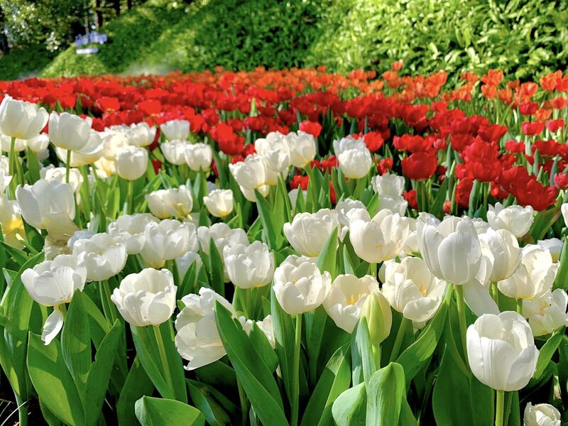 Thailand, Chiang Rai, Flower Festival