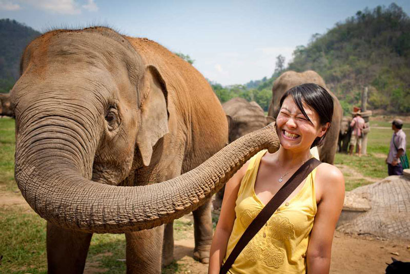 Elephant Interacting