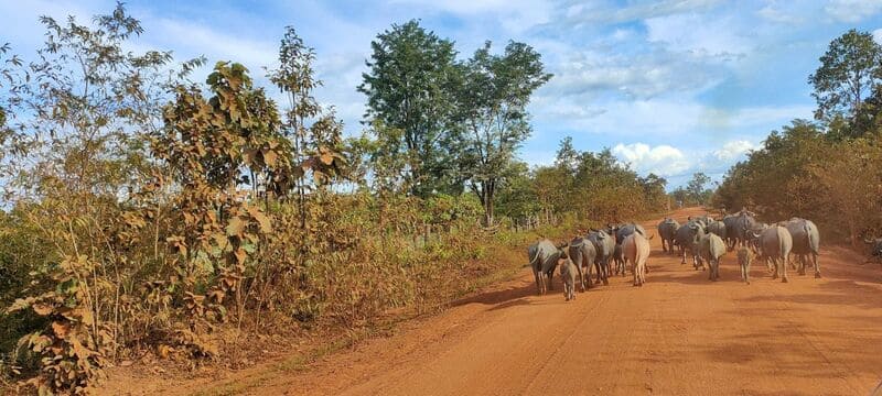 battambang