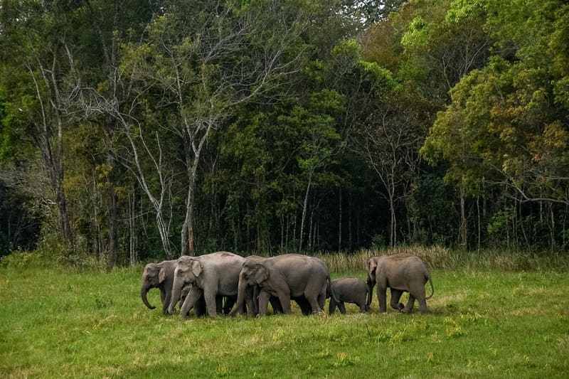 Elephants in Khao Yai Park