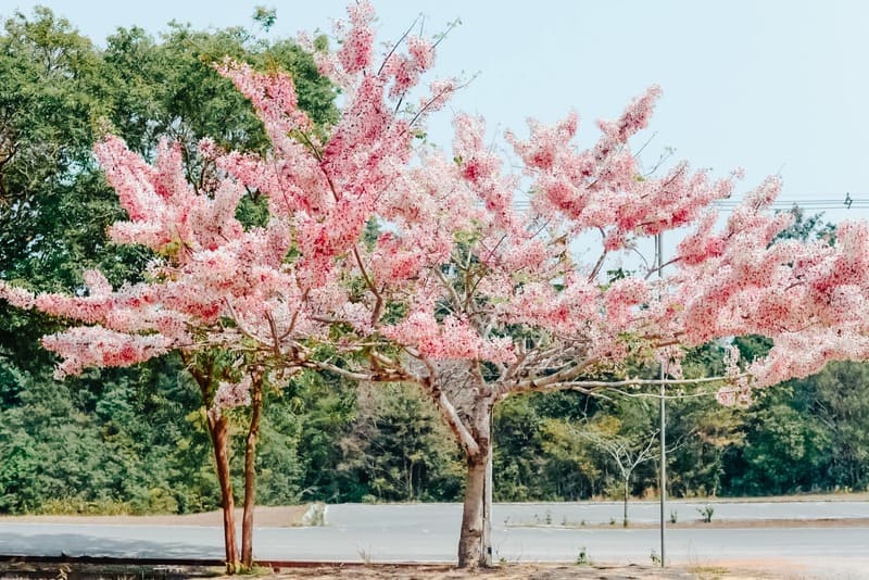 Lush vegetation in spring