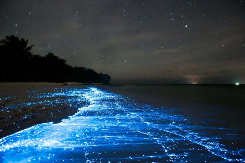 koh rong Glowing Plankton