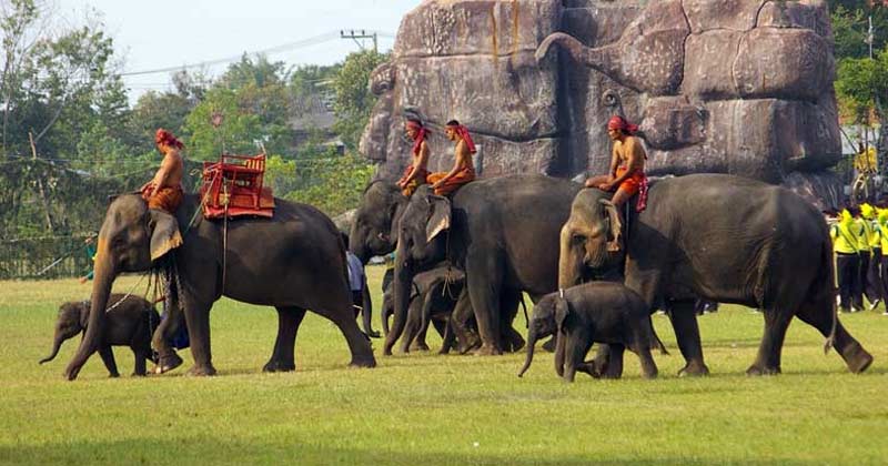 surin elephant round up