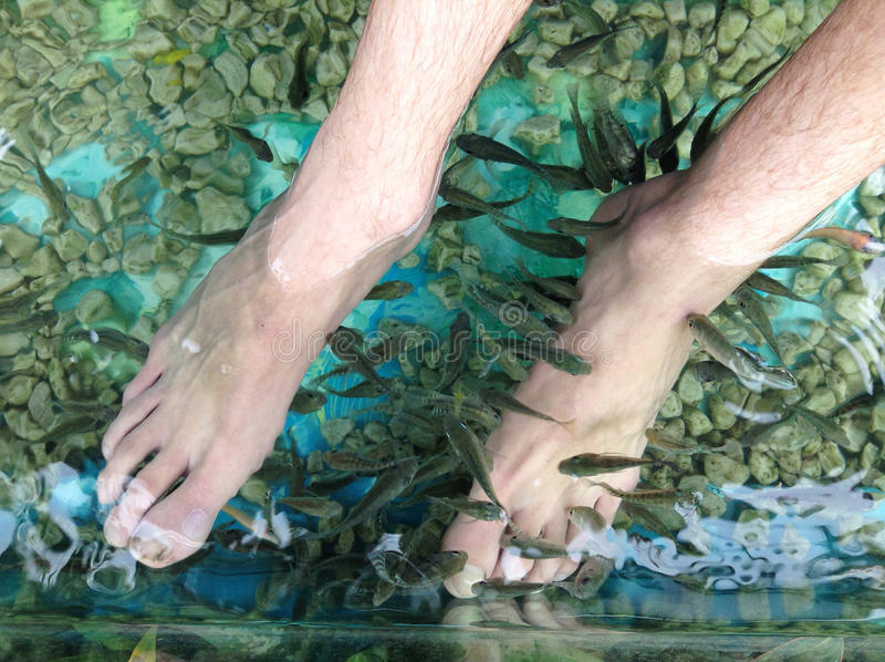 The “fish spa”