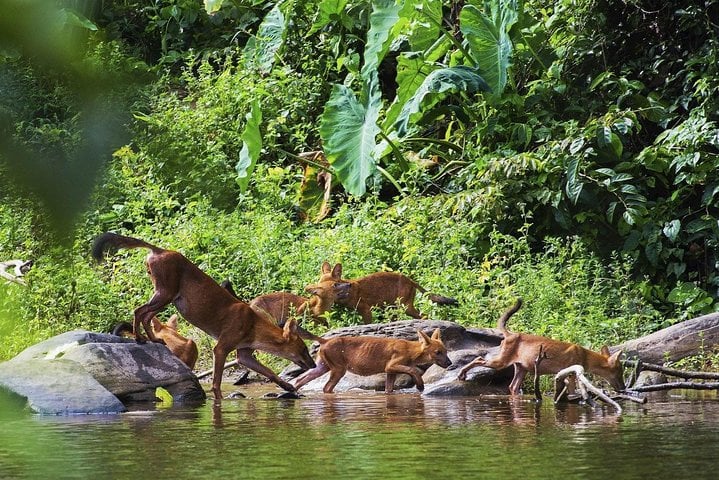 The flora and fauna of Khao Yai National Park offer great diversity