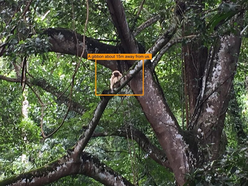 Photo of a Female Gibbon I Took