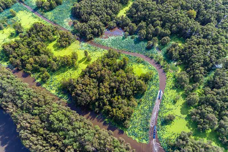 Tra Su forest seen from above