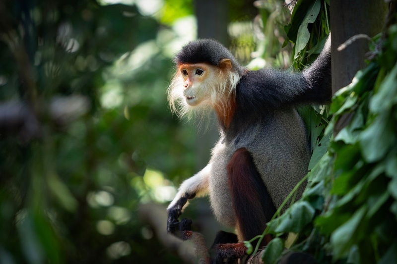 Primates at Cuc Phuong base