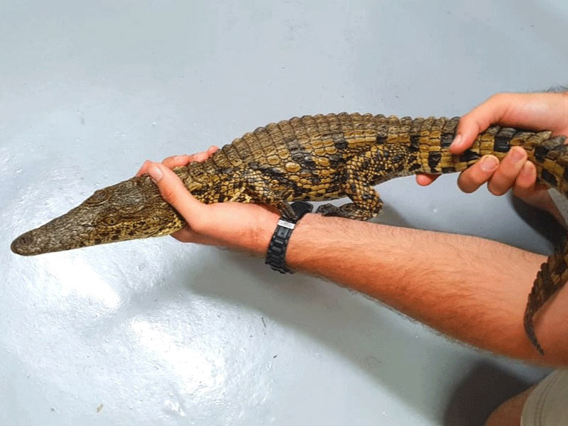 Crocodile farm 