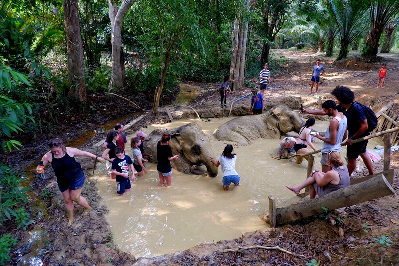Mud bath with elephants at Elephant Hills Sanctuary