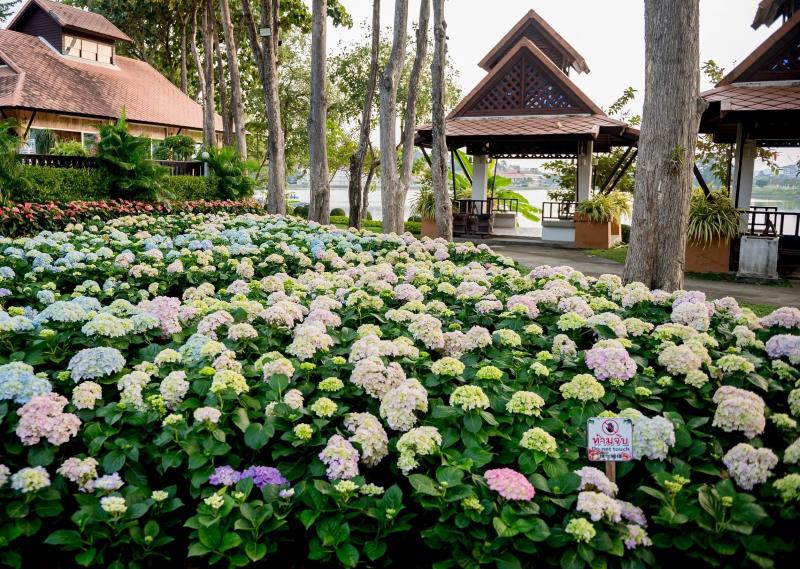 Hydrangea garden