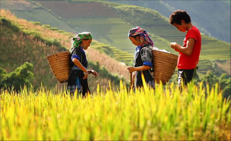 Ha Giang golden rice season