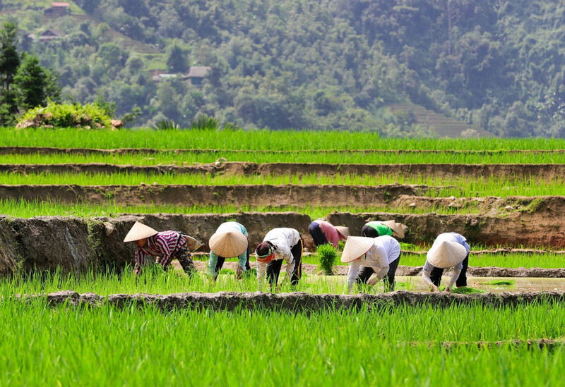 Ha Giang green rice season