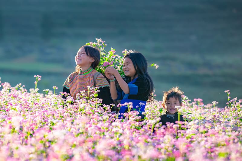 Ha Giang buckwheat flower season