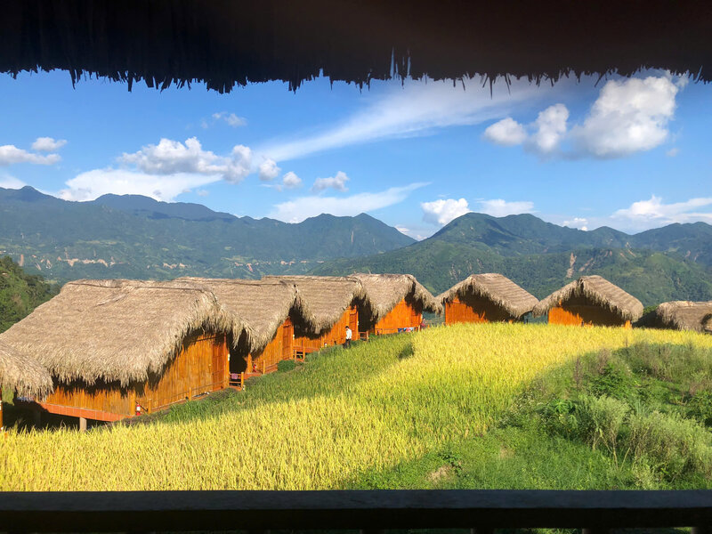 Ripe rice season in Hoang Su Phi, Ha Giang