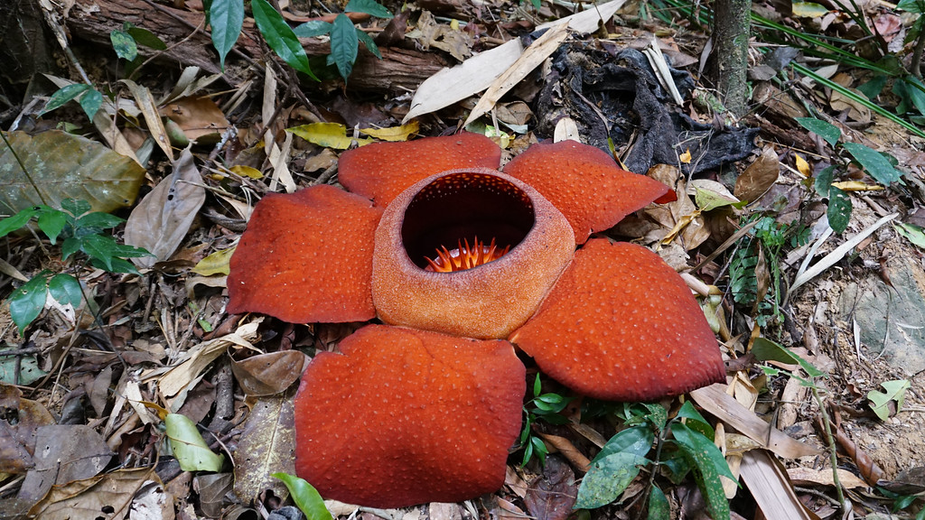 Bua Phut flower