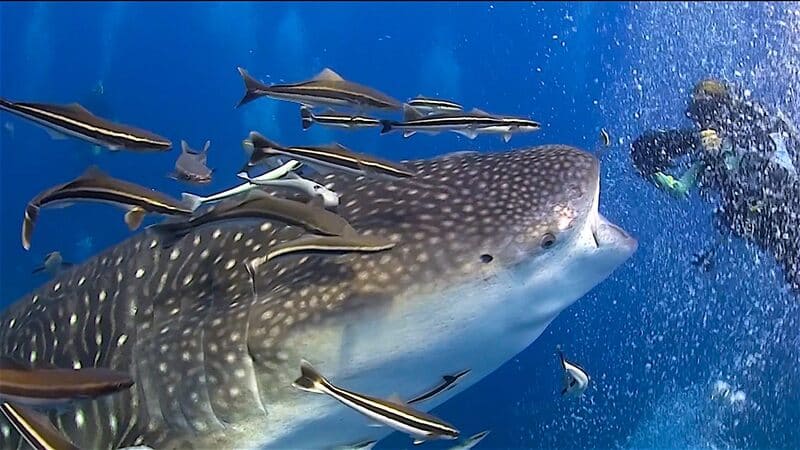 Whale sharks 
