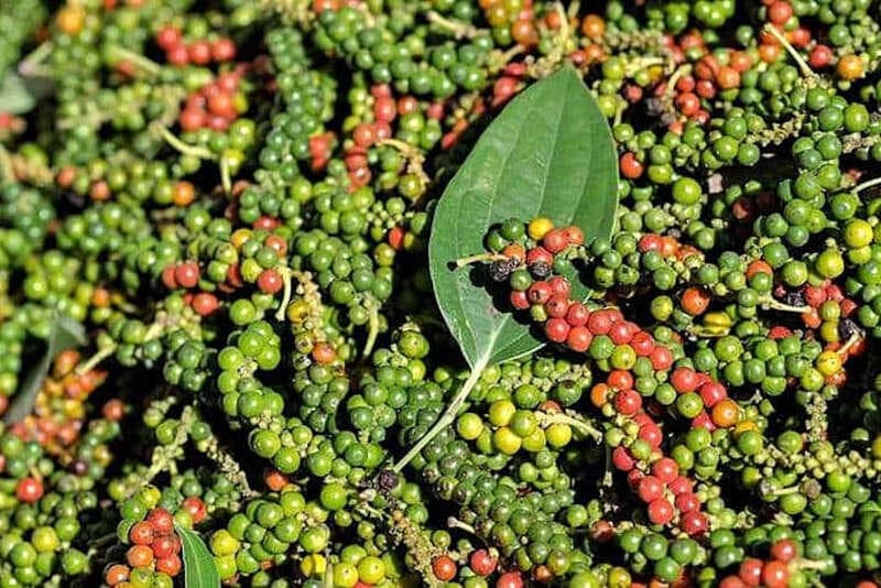 Kampot pepper