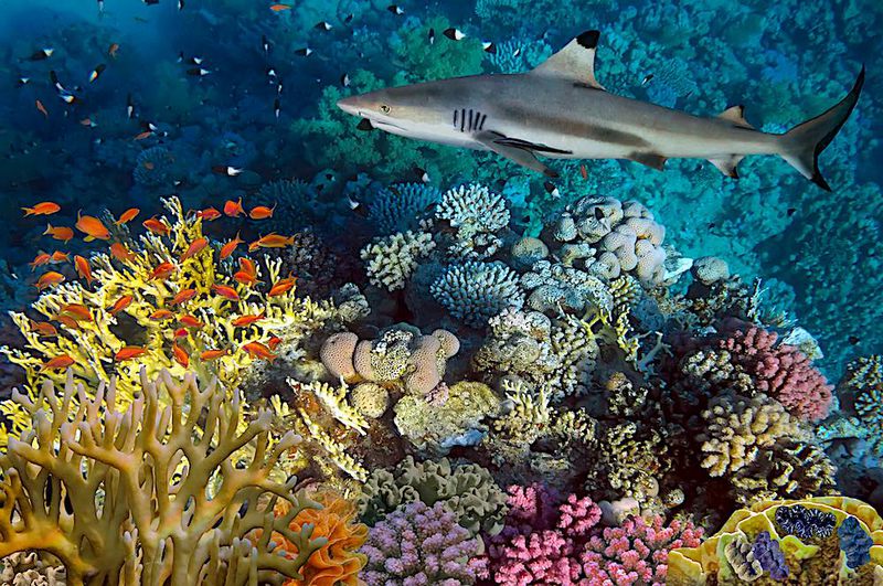 A black tip reef shark in Shark bay.