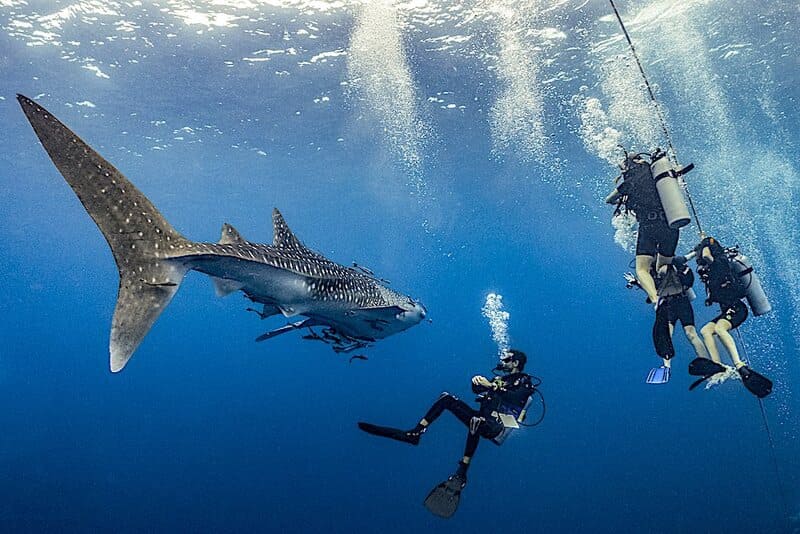 diving in Koh Tao