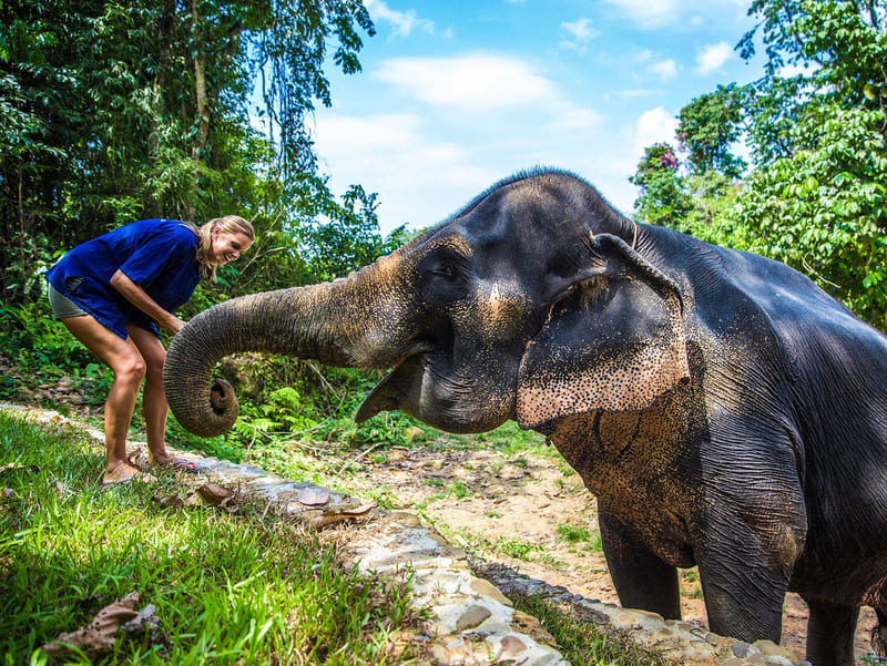 Phang Nga Elephant Park