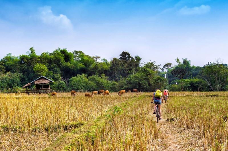 field in Vang Vieng