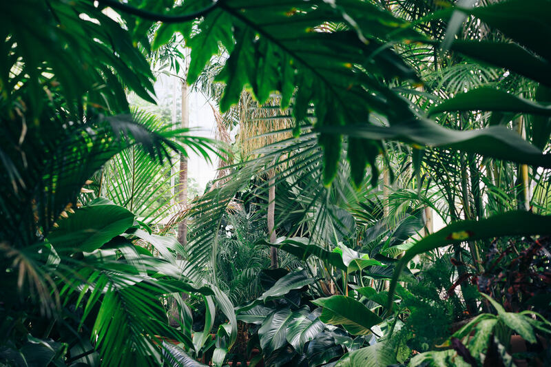 The forest scene is both mysterious and captivating.