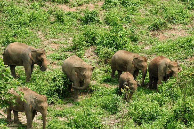 Humane Elephant Rescue Centers