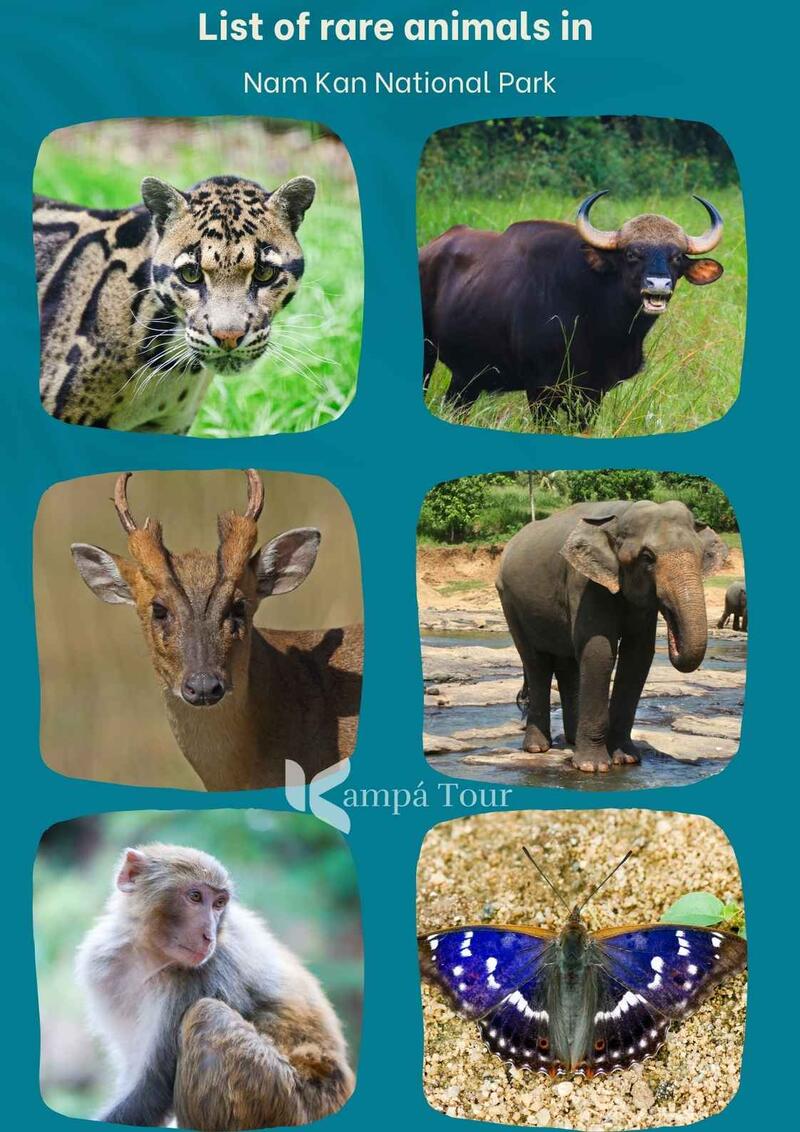 Here you will have the opportunity to encounter rare animals.