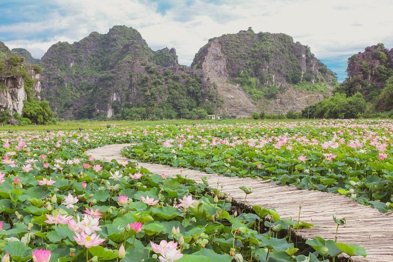 tam coc lotus pond