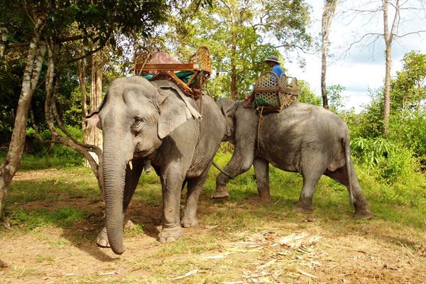 Elephant ride