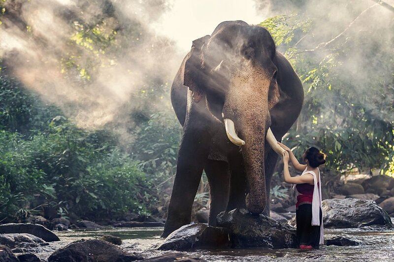 You can communicate with cute elephants upon arrival in Chiang Mai