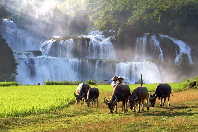 Cao Bangs timeless landscapes: where nature paints its masterpiece.