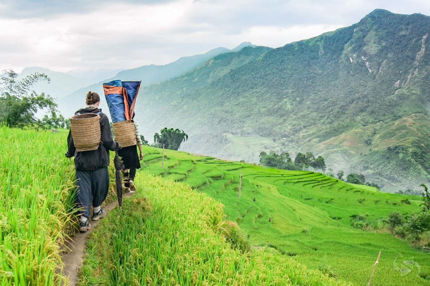 Terraced fields of Sapa: natures masterpiece